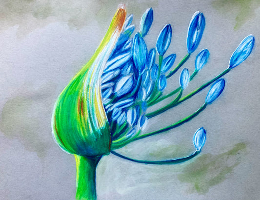 Original Watercolor Painting- “Agapanthus” - 11”x14”